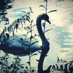 Reflection Trees Water