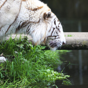White Tiger – River